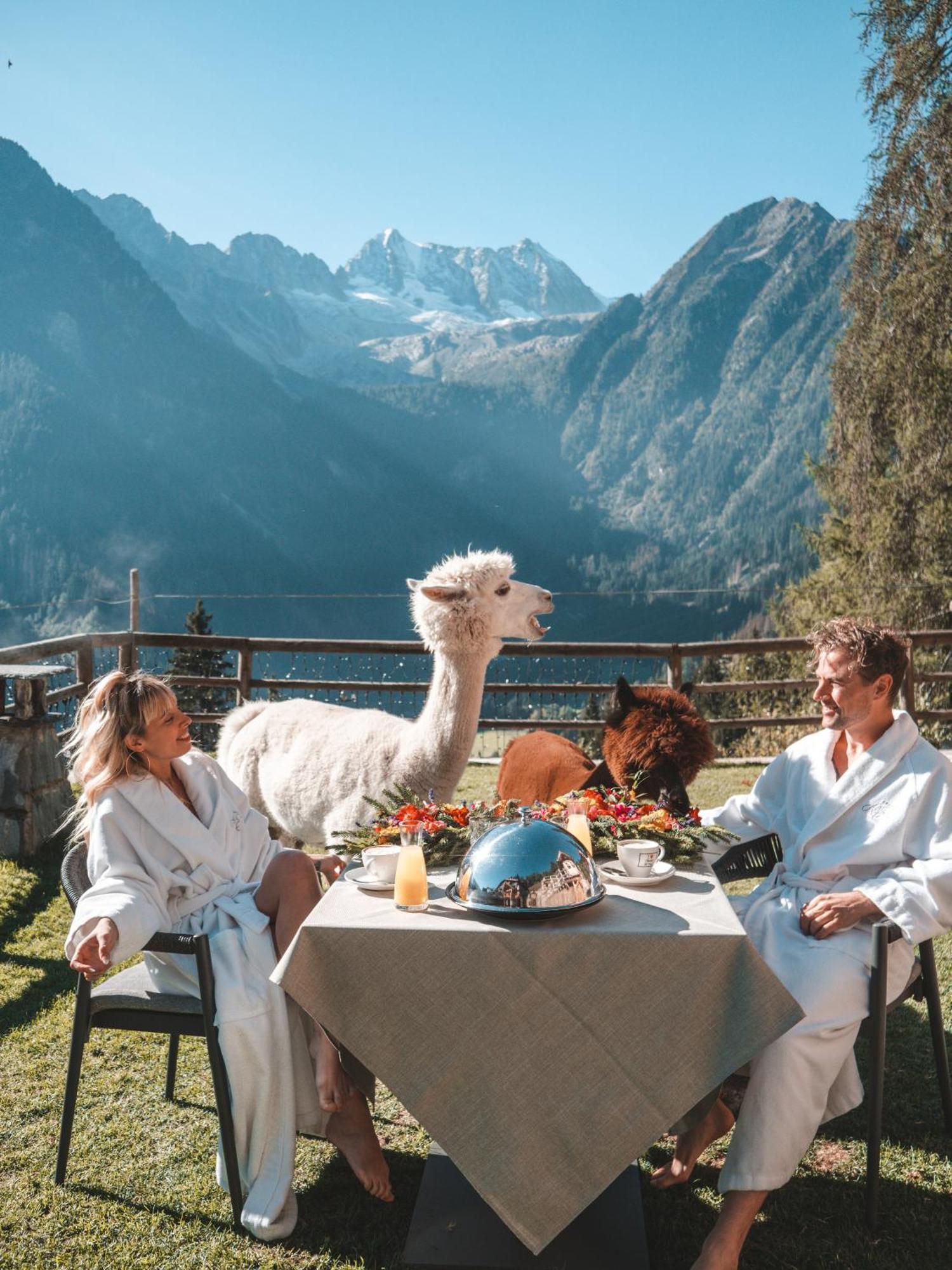 Hotel Chalet Al Foss Vermiglio Esterno foto Alpacas at the Hotel Alpin in Zell am See